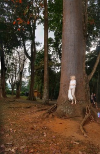 Grădina Botanică Peradeniya Kandy 20