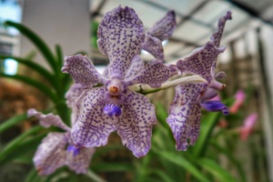 Grădina Botanică Peradeniya Kandy 13