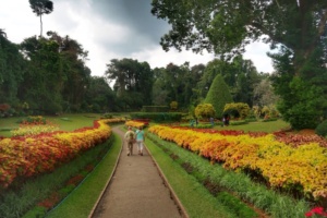 Grădina Botanică Peradeniya Kandy 12
