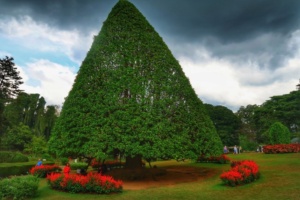 Grădina Botanică Peradeniya Kandy 11