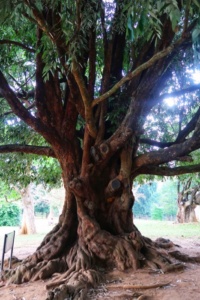 Grădina Botanică Peradeniya Kandy 10