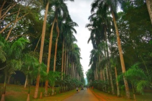 Grădina Botanică Peradeniya Kandy 9