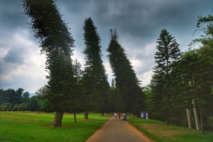 Grădina Botanică Peradeniya Kandy 8