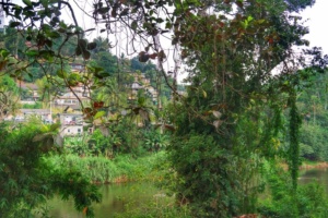 Grădina Botanică Peradeniya Kandy 7