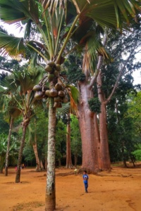 Grădina Botanică Peradeniya Kandy 4