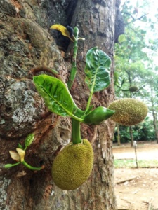 Grădina Botanică Peradeniya Kandy 1