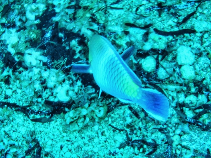 Advanced Open Waters Dahab Scufundari 37