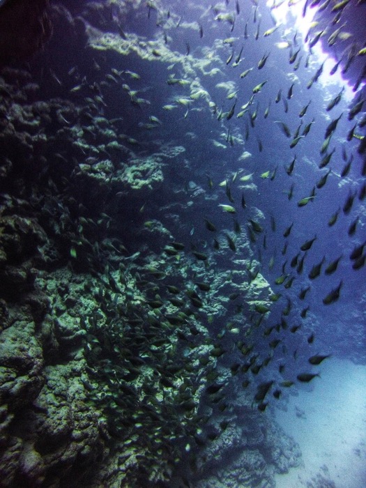 Advanced Open Waters Dahab Scufundari 19
