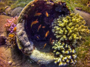 Advanced Open Waters Dahab Scufundari 11