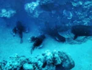 Advanced Open Waters Dahab Scufundari 34