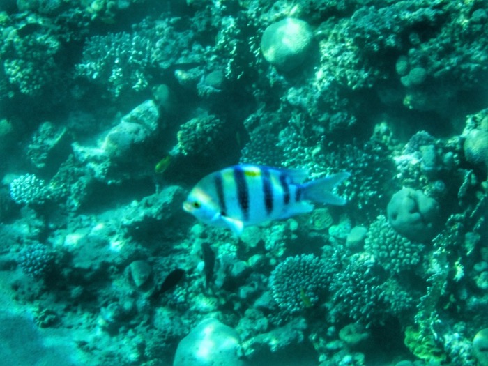 Advanced Open Waters Dahab Scufundari 1