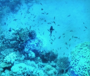 Advanced Open Waters Dahab Scufundari 34