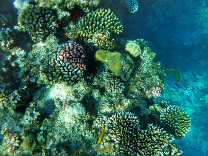 Advanced Open Waters Dahab Scufundari 31