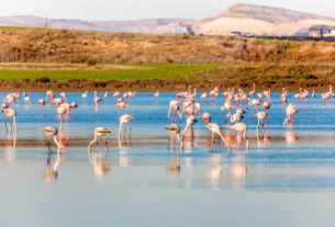 flamingo in cipru