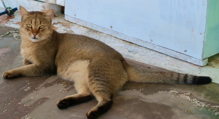 pisi